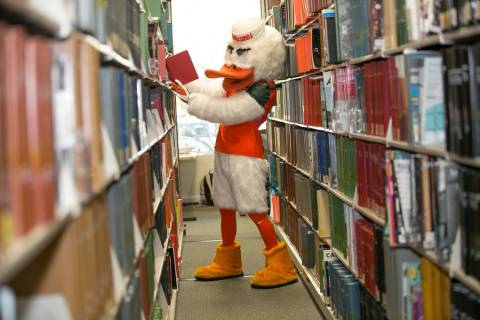 sebastian the ibis reads a book in the library